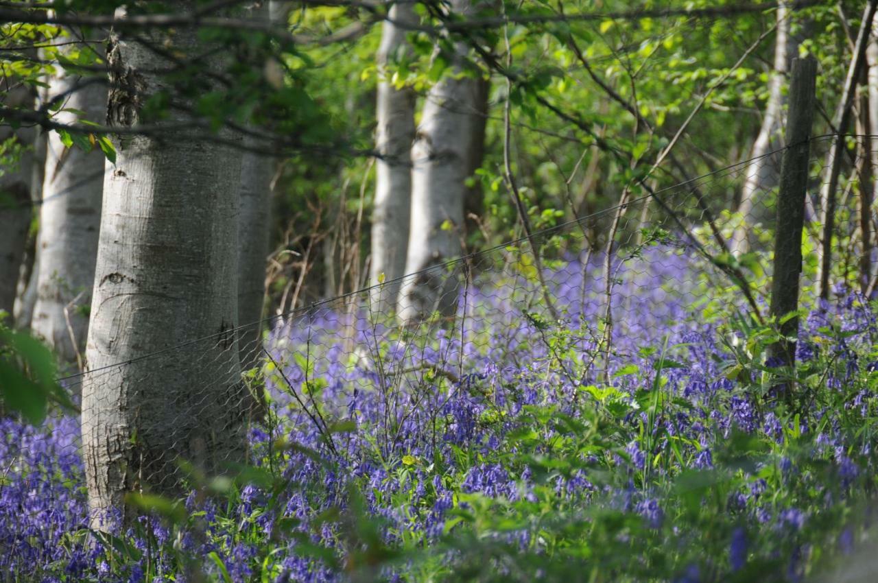 Buttercup Glamping Pod Hotell Cheltenham Eksteriør bilde